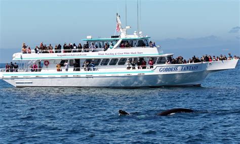 whale watching monterey groupon.